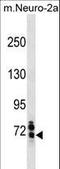 SUMO Specific Peptidase 1 antibody, LS-C157930, Lifespan Biosciences, Western Blot image 