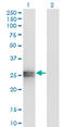 Apolipoprotein A1 antibody, LS-C196670, Lifespan Biosciences, Western Blot image 