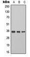 Cyclin-H antibody, LS-C358933, Lifespan Biosciences, Western Blot image 