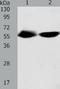 Tektin 3 antibody, TA322152, Origene, Western Blot image 