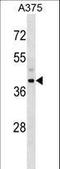 Snurportin 1 antibody, LS-C161361, Lifespan Biosciences, Western Blot image 