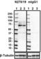Synaptotagmin 3 antibody, 852601, BioLegend, Western Blot image 