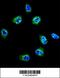 Filamin A antibody, 63-193, ProSci, Immunofluorescence image 