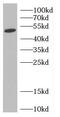 Family With Sequence Similarity 189 Member A2 antibody, FNab01146, FineTest, Western Blot image 