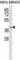 Free Fatty Acid Receptor 2 antibody, abx030419, Abbexa, Western Blot image 