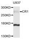 Complement C3b/C4b Receptor 1 (Knops Blood Group) antibody, abx135977, Abbexa, Western Blot image 