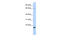 Zinc finger protein 37 antibody, 25-142, ProSci, Enzyme Linked Immunosorbent Assay image 