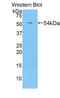 PZP Alpha-2-Macroglobulin Like antibody, LS-C302514, Lifespan Biosciences, Western Blot image 