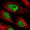 PHD Finger Protein 3 antibody, NBP1-86407, Novus Biologicals, Immunofluorescence image 