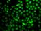 Protein Arginine Methyltransferase 2 antibody, GTX33427, GeneTex, Immunofluorescence image 