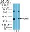 Aminoacyl TRNA Synthetase Complex Interacting Multifunctional Protein 1 antibody, NBP2-27206, Novus Biologicals, Western Blot image 