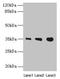 PVR Related Immunoglobulin Domain Containing antibody, A65226-100, Epigentek, Western Blot image 