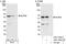 Nucleoporin 50 antibody, A301-783A, Bethyl Labs, Immunoprecipitation image 