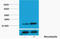 Histone H3 antibody, STJ97132, St John