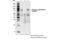 TNF Alpha Induced Protein 3 antibody, 63523S, Cell Signaling Technology, Immunoprecipitation image 