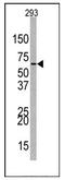 Enhancer Of Zeste 1 Polycomb Repressive Complex 2 Subunit antibody, AP12228PU-N, Origene, Western Blot image 