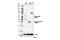 Triggering Receptor Expressed On Myeloid Cells 2 antibody, 61788S, Cell Signaling Technology, Western Blot image 