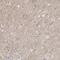 Potassium Voltage-Gated Channel Subfamily J Member 12 antibody, HPA027021, Atlas Antibodies, Immunohistochemistry frozen image 