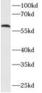 AKT Serine/Threonine Kinase 3 antibody, FNab00273, FineTest, Western Blot image 