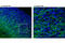 Myelin Associated Glycoprotein antibody, 9043T, Cell Signaling Technology, Flow Cytometry image 