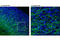 GMA antibody, 9043T, Cell Signaling Technology, Flow Cytometry image 