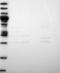 Zinc Finger Protein 487 antibody, NBP1-93560, Novus Biologicals, Western Blot image 