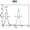 Aquaporin 11 antibody, abx032621, Abbexa, Western Blot image 