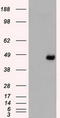 SEK1 antibody, CF500403, Origene, Western Blot image 