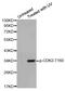 Cyclin Dependent Kinase 2 antibody, MBS128262, MyBioSource, Western Blot image 