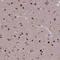 Solute Carrier Family 26 Member 4 antibody, HPA042860, Atlas Antibodies, Immunohistochemistry frozen image 