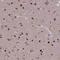 Solute carrier family 26 member 4 antibody, HPA042860, Atlas Antibodies, Immunohistochemistry frozen image 