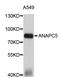 Anaphase Promoting Complex Subunit 5 antibody, STJ22607, St John