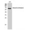 Ezrin antibody, LS-C384584, Lifespan Biosciences, Western Blot image 
