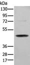 Serpin Family H Member 1 antibody, PA5-67563, Invitrogen Antibodies, Western Blot image 