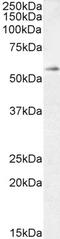 Transcription Factor EB antibody, 45-159, ProSci, Enzyme Linked Immunosorbent Assay image 