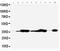 Annexin A5 antibody, PA5-78783, Invitrogen Antibodies, Western Blot image 