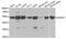 Mitogen-Activated Protein Kinase Kinase 7 antibody, MBS126816, MyBioSource, Western Blot image 