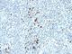 Immunoglobulin Kappa Variable 1D-16 antibody, V3135IHC-7ML, NSJ Bioreagents, Immunohistochemistry paraffin image 