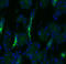 Solute Carrier Family 12 Member 3 antibody, LS-C229753, Lifespan Biosciences, Immunofluorescence image 