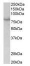 SIM BHLH Transcription Factor 1 antibody, orb125109, Biorbyt, Western Blot image 