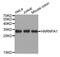 Heterogeneous Nuclear Ribonucleoprotein A1 antibody, STJ24062, St John