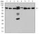 Checkpoint Kinase 1 antibody, orb213734, Biorbyt, Western Blot image 