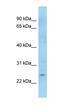 Leukocyte Immunoglobulin Like Receptor B5 antibody, orb326475, Biorbyt, Western Blot image 