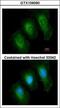 Tyrosine 3-Monooxygenase/Tryptophan 5-Monooxygenase Activation Protein Epsilon antibody, GTX109090, GeneTex, Immunofluorescence image 