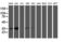 Calponin 2 antibody, LS-C337518, Lifespan Biosciences, Western Blot image 