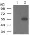 Tyrosine Hydroxylase antibody, TA323691, Origene, Western Blot image 