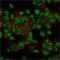 Small Ubiquitin Like Modifier 1 antibody, GTX35092, GeneTex, Immunofluorescence image 