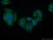 Heparanase antibody, 66226-1-Ig, Proteintech Group, Immunofluorescence image 
