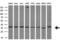 Retinoic Acid Receptor Responder 1 antibody, MA5-26247, Invitrogen Antibodies, Western Blot image 