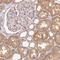 REV3 Like, DNA Directed Polymerase Zeta Catalytic Subunit antibody, NBP2-39036, Novus Biologicals, Immunohistochemistry frozen image 